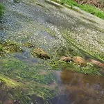 Casa vacanze - Solar Rubina - Piscina água Salgada *